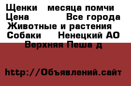 Щенки 4 месяца-помчи › Цена ­ 5 000 - Все города Животные и растения » Собаки   . Ненецкий АО,Верхняя Пеша д.